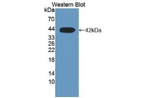 Detection of Recombinant DHODH, Human using Polyclonal Antibody to Dihydroorotate Dehydrogenase (DHODH) (DHODH antibody  (AA 35-392))