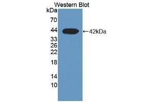 Detection of Recombinant DHODH, Human using Polyclonal Antibody to Dihydroorotate Dehydrogenase (DHODH) (DHODH antibody  (AA 35-392))