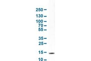 Western Blot analysis of human cell line SK-MEL-30. (ISG15 antibody  (AA 7-146))