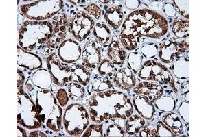 Immunohistochemical staining of paraffin-embedded prostate tissue using anti-APP mouse monoclonal antibody. (APP antibody)