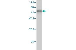 Western Blot detection against Immunogen (58. (HLF antibody  (AA 1-295))