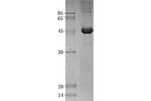 Validation with Western Blot (SCLY Protein (His tag))