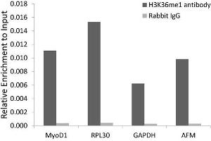 Chromatin immunoprecipitation analysis extracts of 293 cell line, using MonoMethyl-Histone H3-K36 antibody. (Histone 3 antibody  (H3K36me))