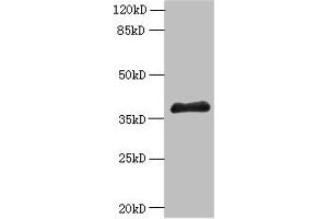 Western Blotting (WB) image for anti-ELAV (Embryonic Lethal, Abnormal Vision, Drosophila)-Like 1 (Hu Antigen R) (ELAVL1) (AA 2-326) antibody (ABIN7151475)