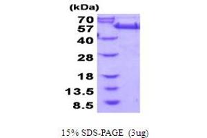 SDS-PAGE (SDS) image for Golgi Reassembly Stacking Protein 2, 55kDa (GORASP2) (AA 1-452) protein (His tag) (ABIN5854087) (GORASP2 Protein (AA 1-452) (His tag))