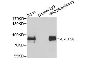 Immunoprecipitation analysis of 150ug extracts of MCF7 cells using 3ug ARID3A antibody (ABIN2736301). (ARID3A antibody)