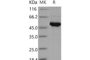 Western Blotting (WB) image for Adenylate Kinase 2 (AK2) protein (GST tag,His tag) (ABIN7194159) (Adenylate Kinase 2 Protein (AK2) (GST tag,His tag))
