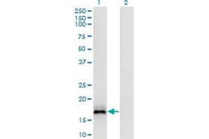 Western Blot analysis of ISG20 expression in transfected 293T cell line by ISG20 monoclonal antibody (M05), clone S1. (ISG20 antibody  (AA 1-181))