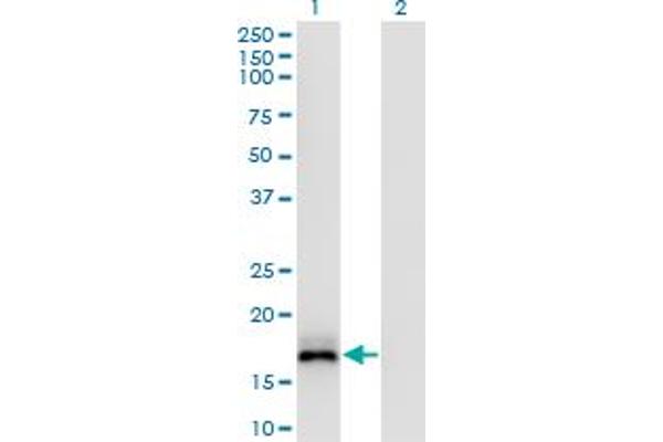 ISG20 Antikörper  (AA 1-181)