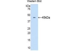 Detection of recombinant CD40L using Polyclonal Antibody to Cluster Of Differentiation 40 Ligand (CD40L) (CD40 Ligand antibody  (AA 105-260))