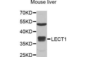 Western blot analysis of extracts of mouse liver, using LECT1 antibody (ABIN5973998) at 1/1000 dilution.
