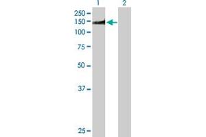 Western Blot analysis of NUMA1 expression in transfected 293T cell line by NUMA1 MaxPab polyclonal antibody.