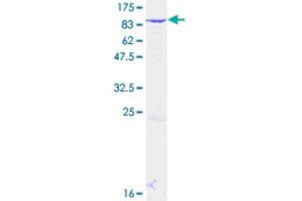 GTF2F1 Protein (AA 1-517) (GST tag)