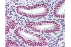 Immunohistochemistry (IHC) image for anti-Mortality Factor 4 Like 1 (MORF4L1) (N-Term) antibody (ABIN185075)