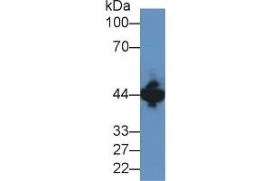 Western blot analysis of Mouse Brain lysate, using Human CKM Antibody (2 µg/ml) and HRP-conjugated Goat Anti-Rabbit antibody (