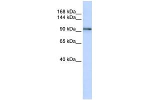 WB Suggested Anti-PCDH1 Antibody Titration:  0.