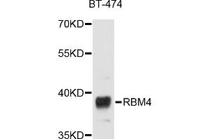 Western blot analysis of extracts of BT-474 cells, using RBM4 antibody (ABIN5998672) at 1/1000 dilution. (RBM4 antibody)