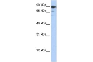 Western Blotting (WB) image for anti-RB-Associated KRAB Zinc Finger (RBAK) antibody (ABIN2460624) (RBAK antibody)