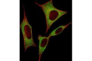 Immunofluorescent analysis of 4 % paraformaldehyde-fixed, 0. (DPYSL5 antibody  (C-Term))