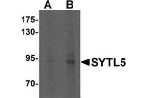 Western blot analysis of SYTL5 in Hela cell lysate with SYTL5 antibody at (A) 1 and (B) 2 μg/ml.