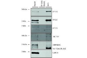 Immunoprecipitation (IP) image for anti-Vacuolar Protein Sorting 35 (VPS35) antibody (APC) (ABIN6932966)