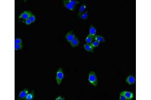 Immunofluorescent analysis of HepG2 cells using ABIN7151381 at dilution of 1:100 and Alexa Fluor 488-congugated AffiniPure Goat Anti-Rabbit IgG(H+L) (ENTPD8 antibody  (AA 30-434))