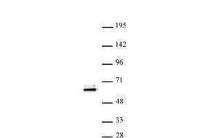 TEAD1 antibody (pAb) tested by Western blot. (TEAD1 antibody)