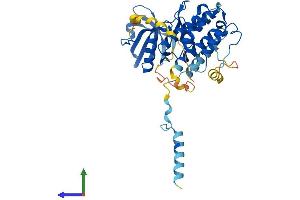 AlphaFold protein structure predicition of Mouse Recombinant Mapkapk2 Protein, UniprotID P49138