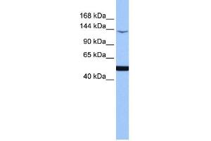 WB Suggested Anti-MAP3K1 Antibody Titration:  0. (MAP3K1 antibody  (C-Term))