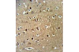 Formalin fixed and paraffin embedded brain tissue reacted with FAM40A Antibody  followed by peroxidase conjugation of the secondary antibody and DAB staining. (STRIP1 antibody  (Middle Region))