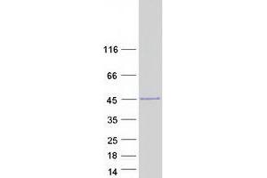 Western Blotting (WB) image for Engrailed Homeobox 2 (EN2) protein (Myc-DYKDDDDK Tag) (ABIN2720182)
