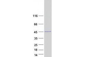 Validation with Western Blot (EN2 Protein (Myc-DYKDDDDK Tag))