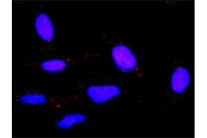 Proximity Ligation Analysis of protein-protein interactions between IL6 and HRH1. (IL-6 antibody  (AA 1-212))