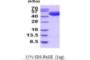 SDS-PAGE (SDS) image for serpin Peptidase Inhibitor, Clade B (Ovalbumin), Member 3 (SERPINB3) (AA 1-390) protein (His tag) (ABIN5854241)