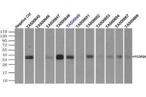 Image no. 3 for anti-Fc Fragment of IgG, Low Affinity IIa, Receptor (CD32) (FCGR2A) antibody (ABIN1497263)