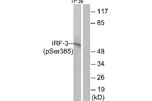 Western blot analysis of extracts from HT-29 cells, treated with insulin (0. (IRF3 antibody  (pSer385))