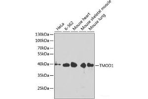 Western blot analysis of extracts of various cell lines using TMOD1 Polyclonal Antibody at dilution of 1:1000. (Tropomodulin 1 antibody)