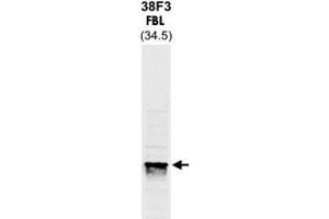 Western Blot analysis of yeast protein extracts stained with FBL monoclonal antibody, clone 38F3 .