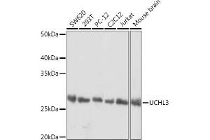 Western blot analysis of extracts of various cell lines, using UCHL3 Rabbit mAb (ABIN1682628, ABIN3015461, ABIN3015462 and ABIN7101429) at 1:1000 dilution. (UCHL3 antibody)