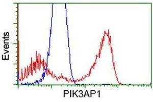 Image no. 2 for anti-phosphoinositide-3-Kinase Adaptor Protein 1 (PIK3AP1) antibody (ABIN1496826) (PIK3AP1 antibody)