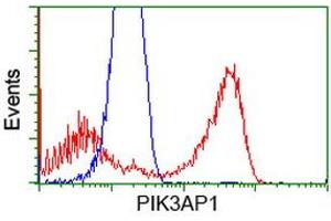 Image no. 2 for anti-phosphoinositide-3-Kinase Adaptor Protein 1 (PIK3AP1) antibody (ABIN1496826) (PIK3AP1 antibody)