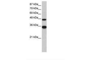 Image no. 1 for anti-General Transcription Factor IIH, Polypeptide 4, 52kDa (GTF2H4) (N-Term) antibody (ABIN202577) (GTF2H4 antibody  (N-Term))