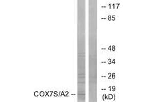 Western blot analysis of extracts from rat heart cells, using COX7S/A2 Antibody. (COX7S/A2 (AA 1-50) antibody)