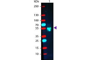 Western Blot of Goat anti-Rabbit IgG Pre-Absorbed Phycoerythrin Conjugated Antibody. (Goat anti-Rabbit IgG (Heavy & Light Chain) Antibody (PE) - Preadsorbed)