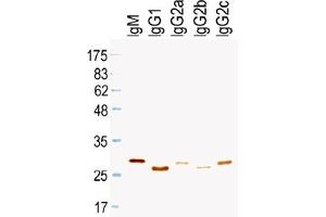 Western Blotting (WB) image for Mouse anti-Rat IgG (Light Chain) antibody (HRP) (ABIN1108834) (Mouse anti-Rat IgG (Light Chain) Antibody (HRP))