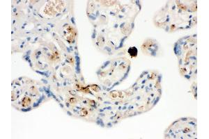 NAP2 was detected in paraffin-embedded sections of human placenta tissues using rabbit anti- NAP2 Antigen Affinity purified polyclonal antibody at 1 μg/mL. (CXCL7 antibody  (AA 55-128))