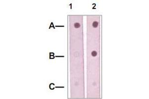 Dot Blot : 1 ug peptide was blot onto NC membrane. (MAP2K5 antibody  (pSer311, pThr315))