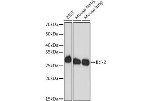 Western blot analysis of extracts of various cell lines, using Bcl-2 antibody (ABIN7265810) at 1:1000 dilution. (Bcl-2 antibody)