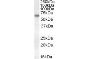 EB08934 (1µg/ml) staining of HeLa lysate (35µg protein in RIPA buffer). (Granulin antibody  (Internal Region))
