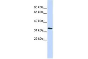 Image no. 1 for anti-High-Mobility Group 20A (HMG20A) (N-Term) antibody (ABIN6742213) (HMG20A antibody  (N-Term))
